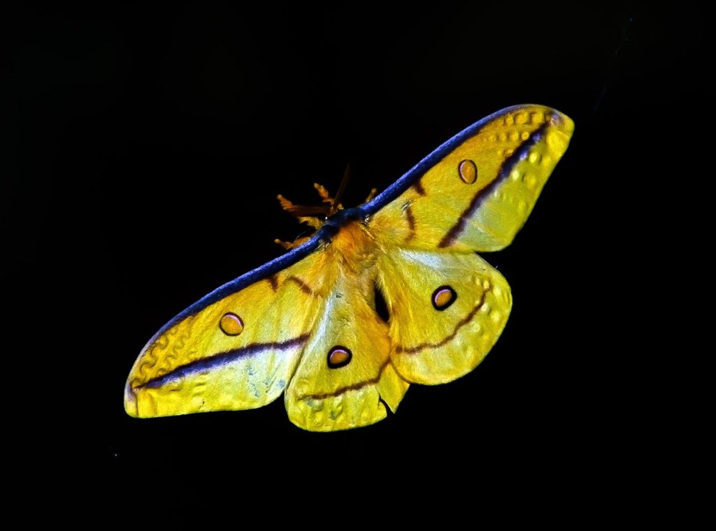 moth, large, insect-425162.jpg